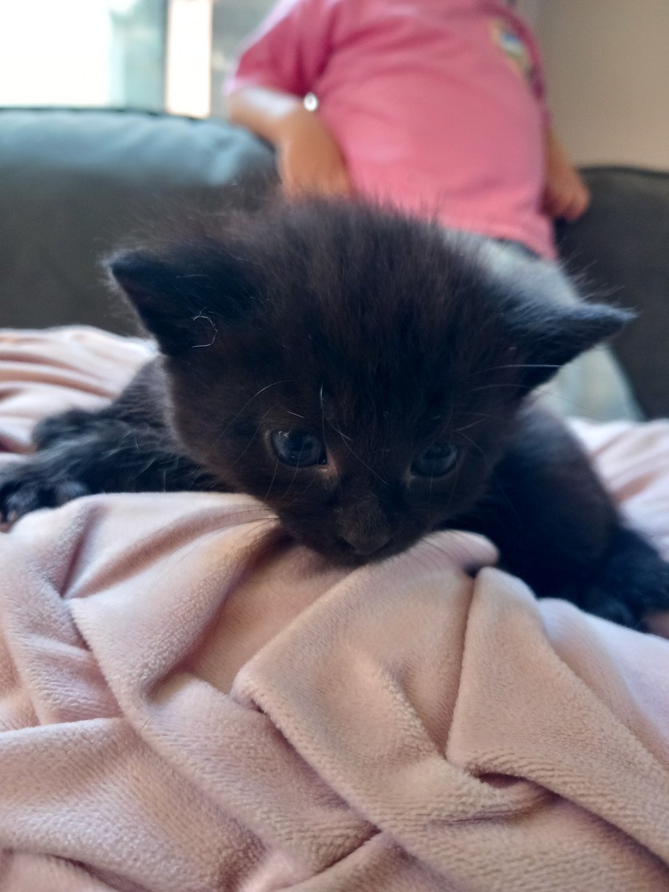 Kittens