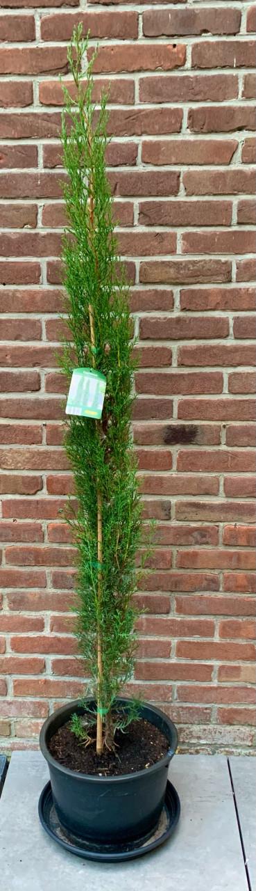 Italiaanse cipres 175 hoog