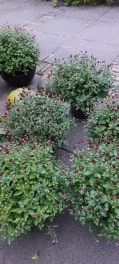 Zelf gekweekte bolchrysanten