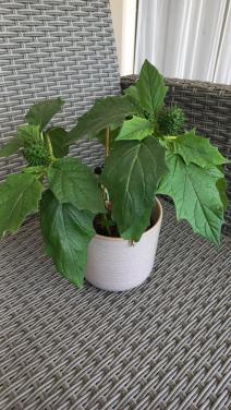 Jonge Datura
