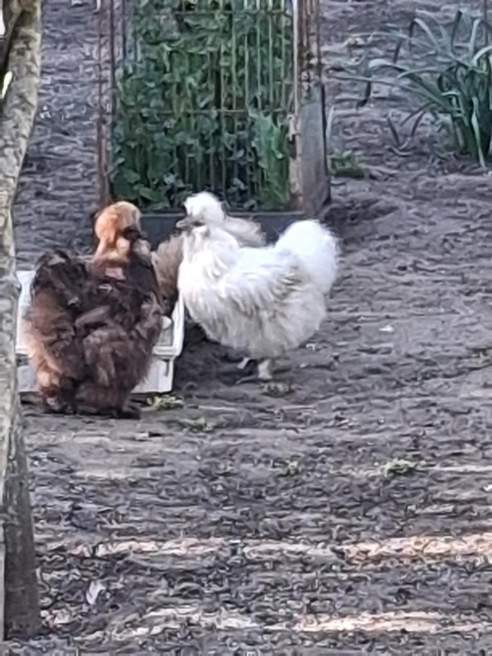 Zijdehoenders beschikbaar