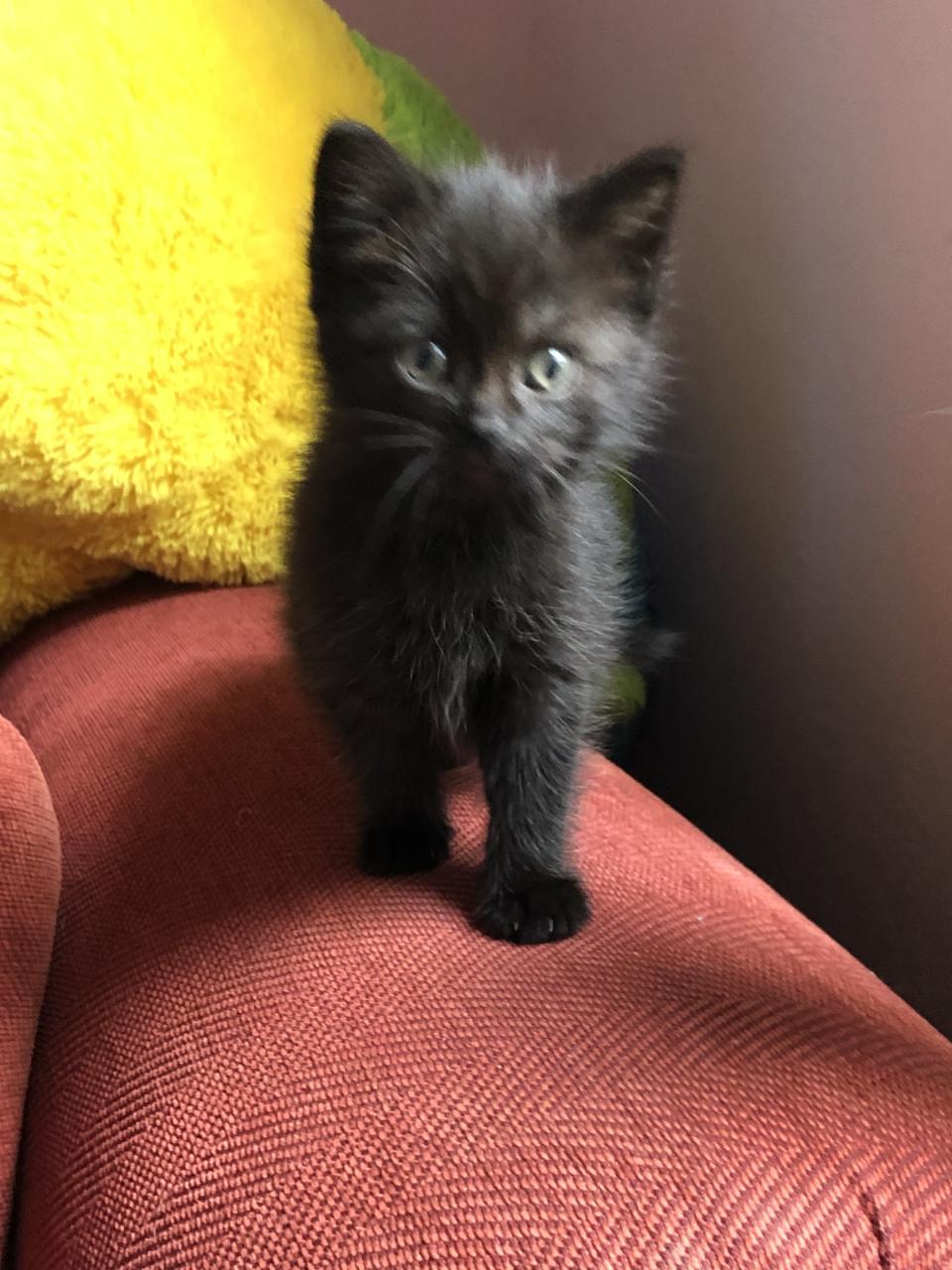 Lieve kittens