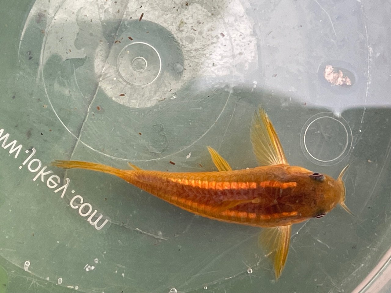 Osteogaster (Corydoras) CW010 Goldstripe