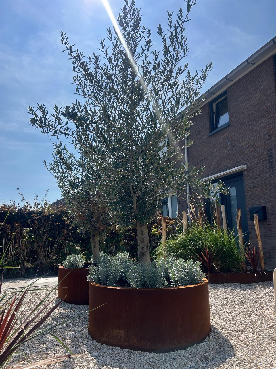 Olijfboom met ronde cortenstalen plantenbak
