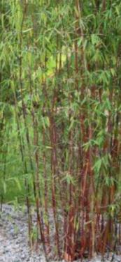 Rode Bamboe Te Koop