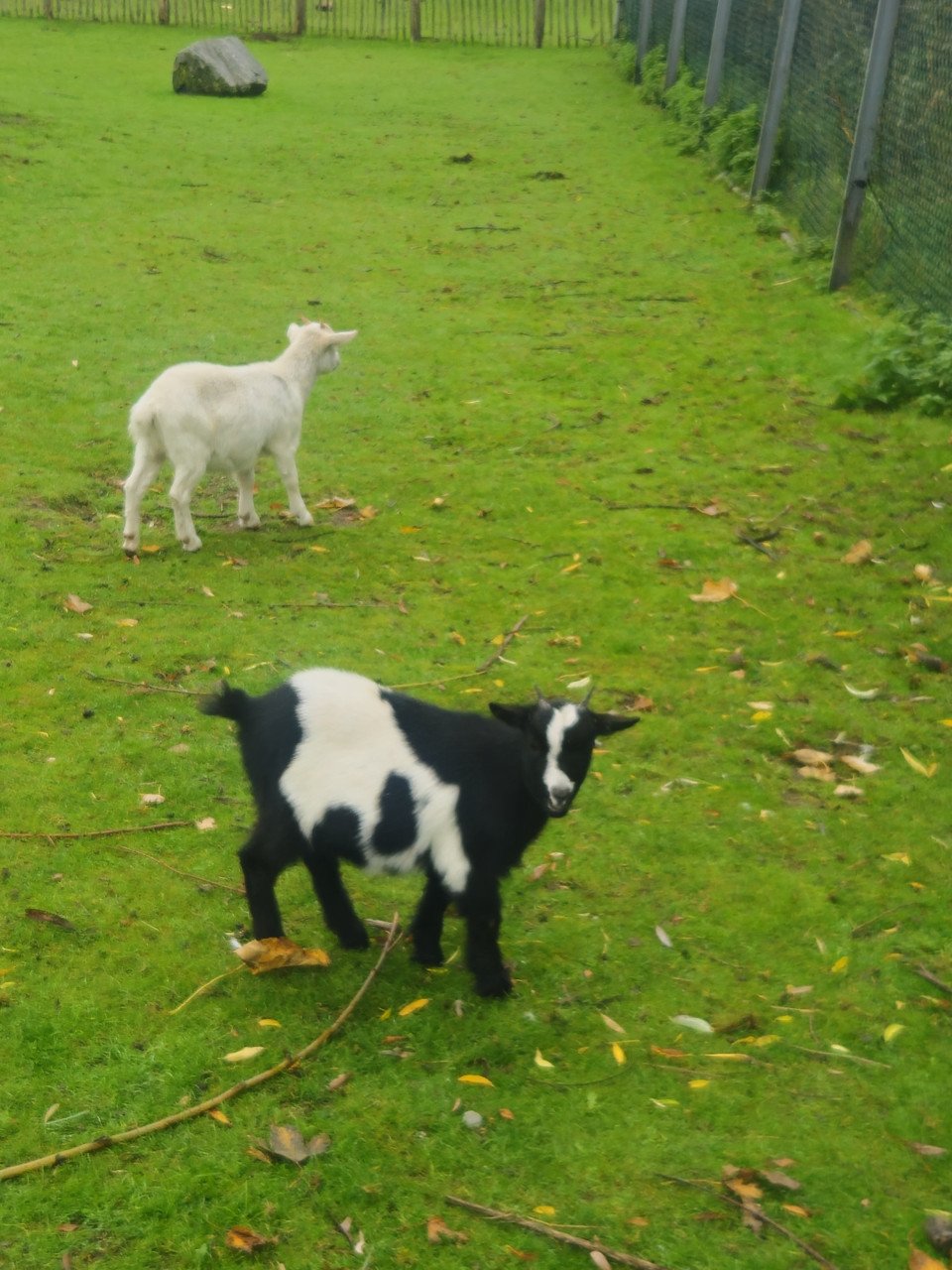 Onze lieve geitjes zoeken een nieuw thuis!