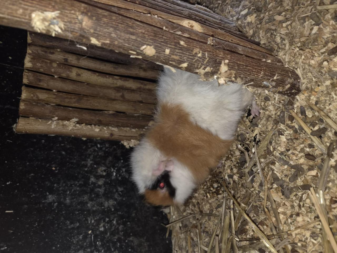 Cavia beetjes 1 jaar oud