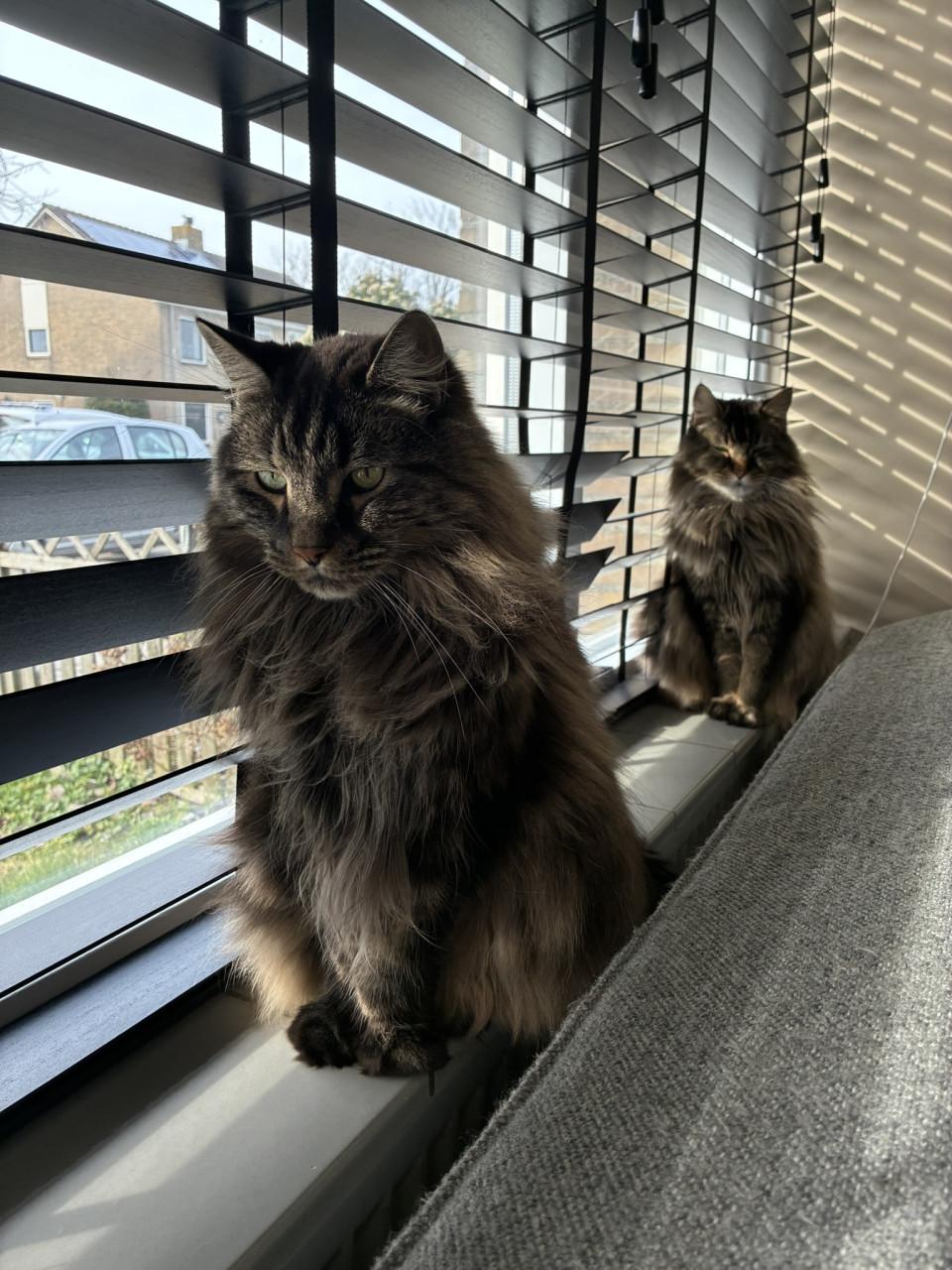 Kees en Louis | Herplaatsen | Maine Coon/Pers kruising