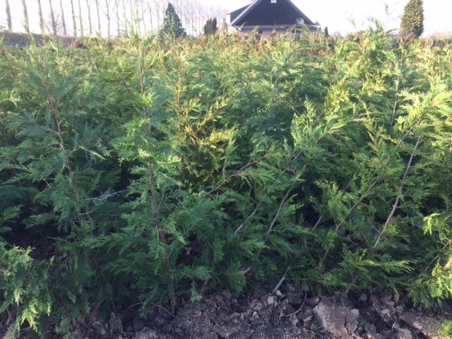 Leylandii coniferen > 2m
