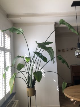 Streletzia Nicolai 170cm hoogte