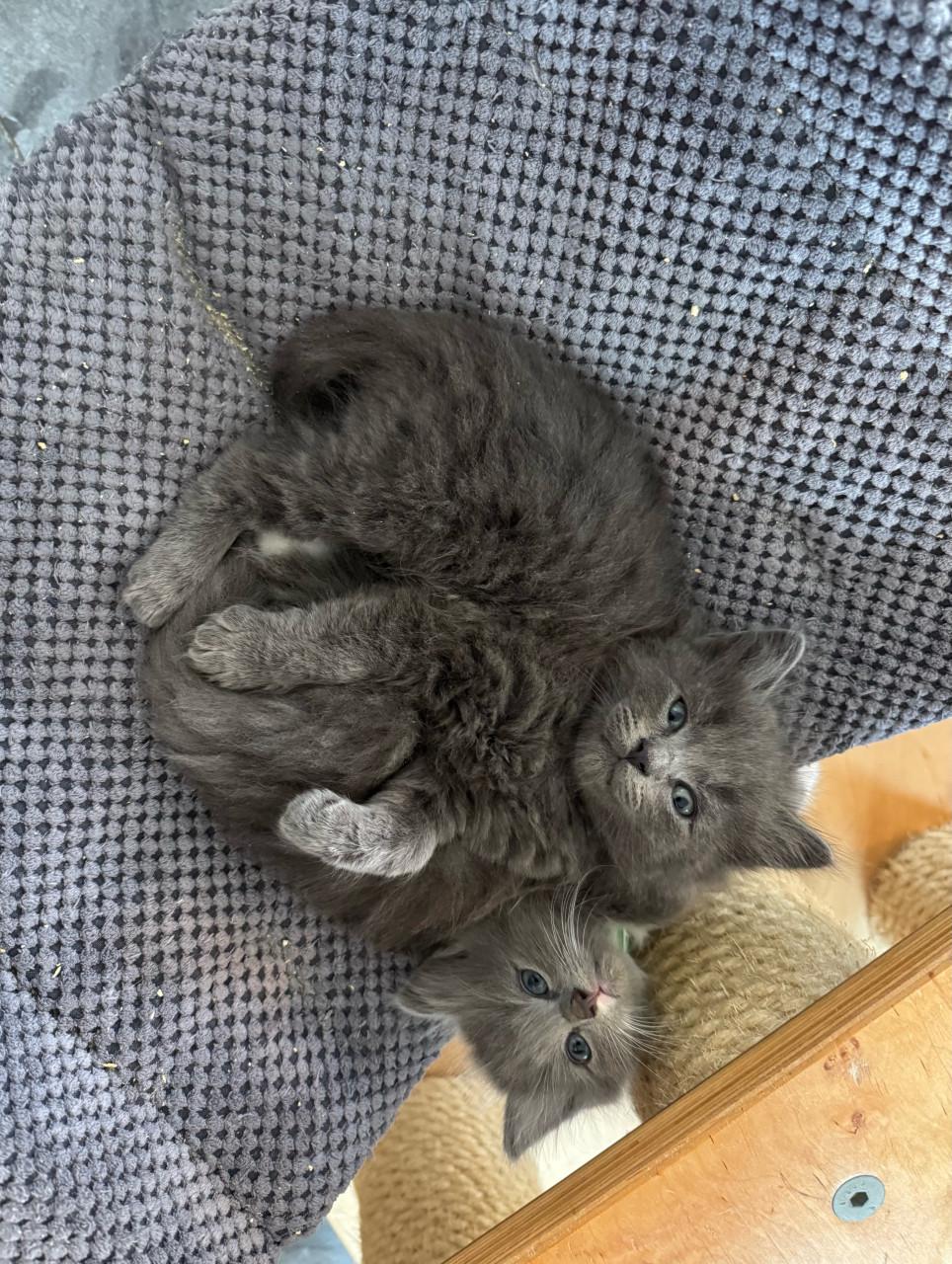 Heel aanhankelijk Ragdoll x Nebelung katertje