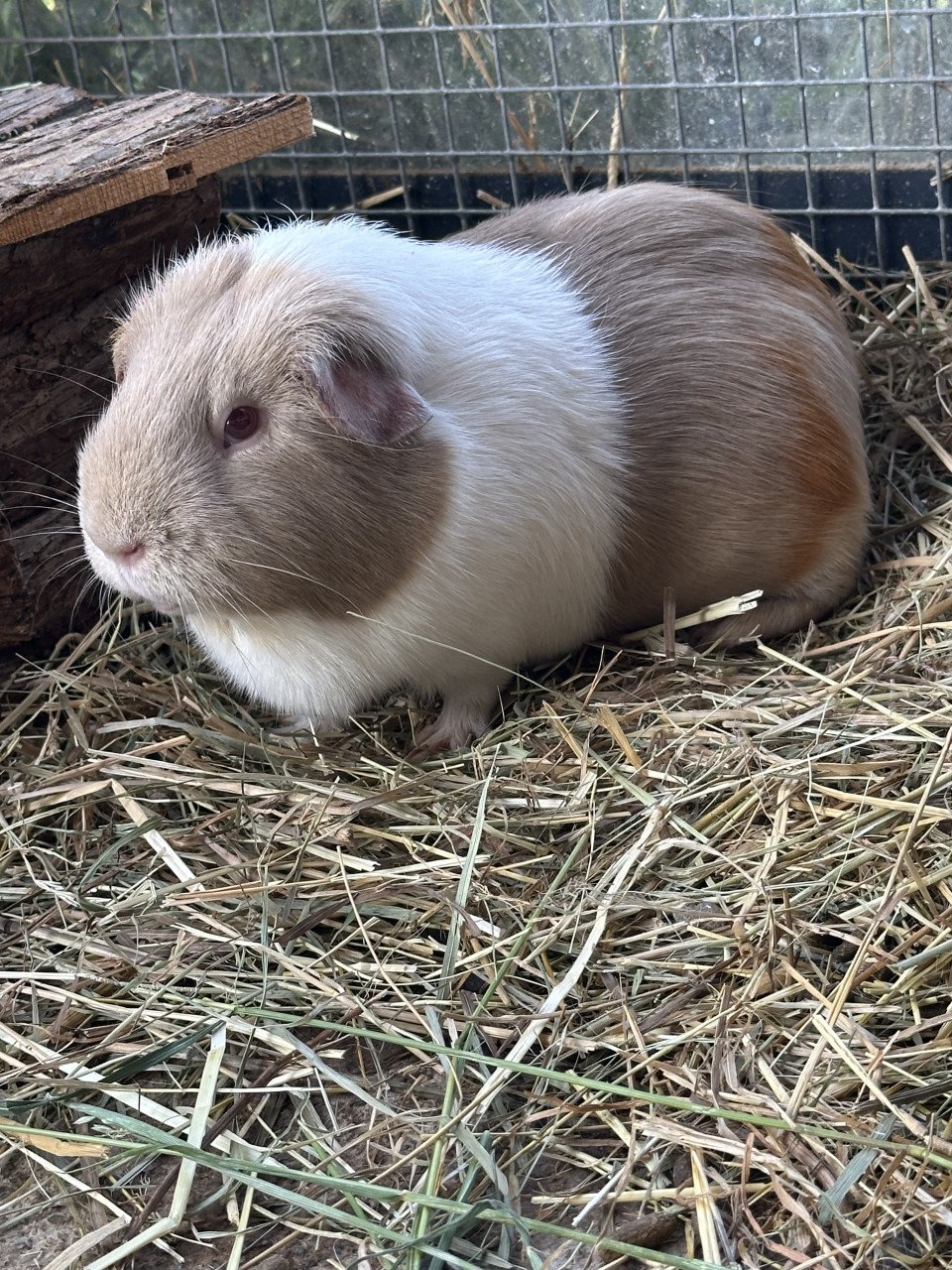 Cavia’ s