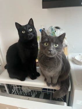 Lieve katers zoeken nieuw huis