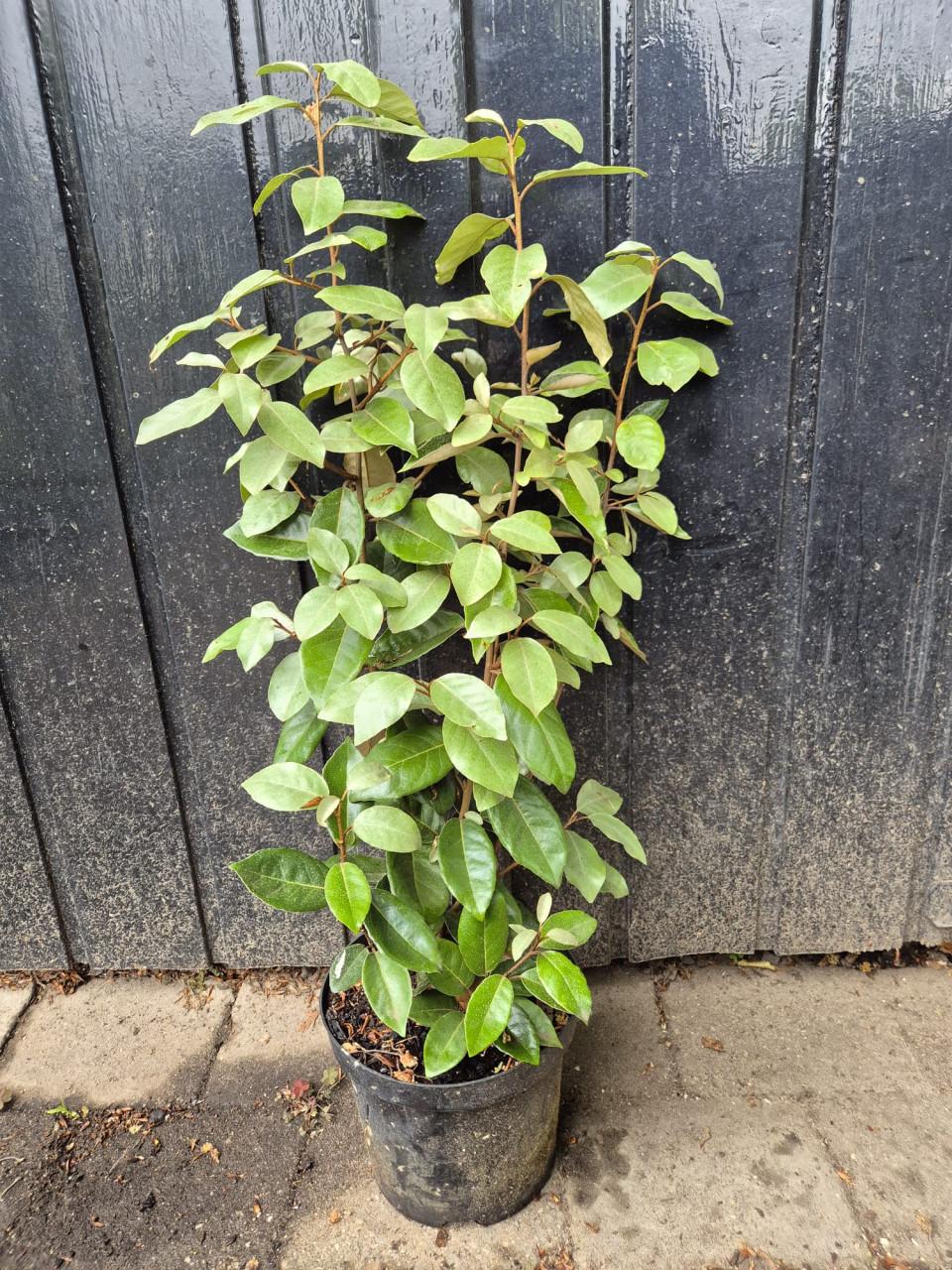 Olijfwilg, potgekweekte haagplanten 70-80 cm