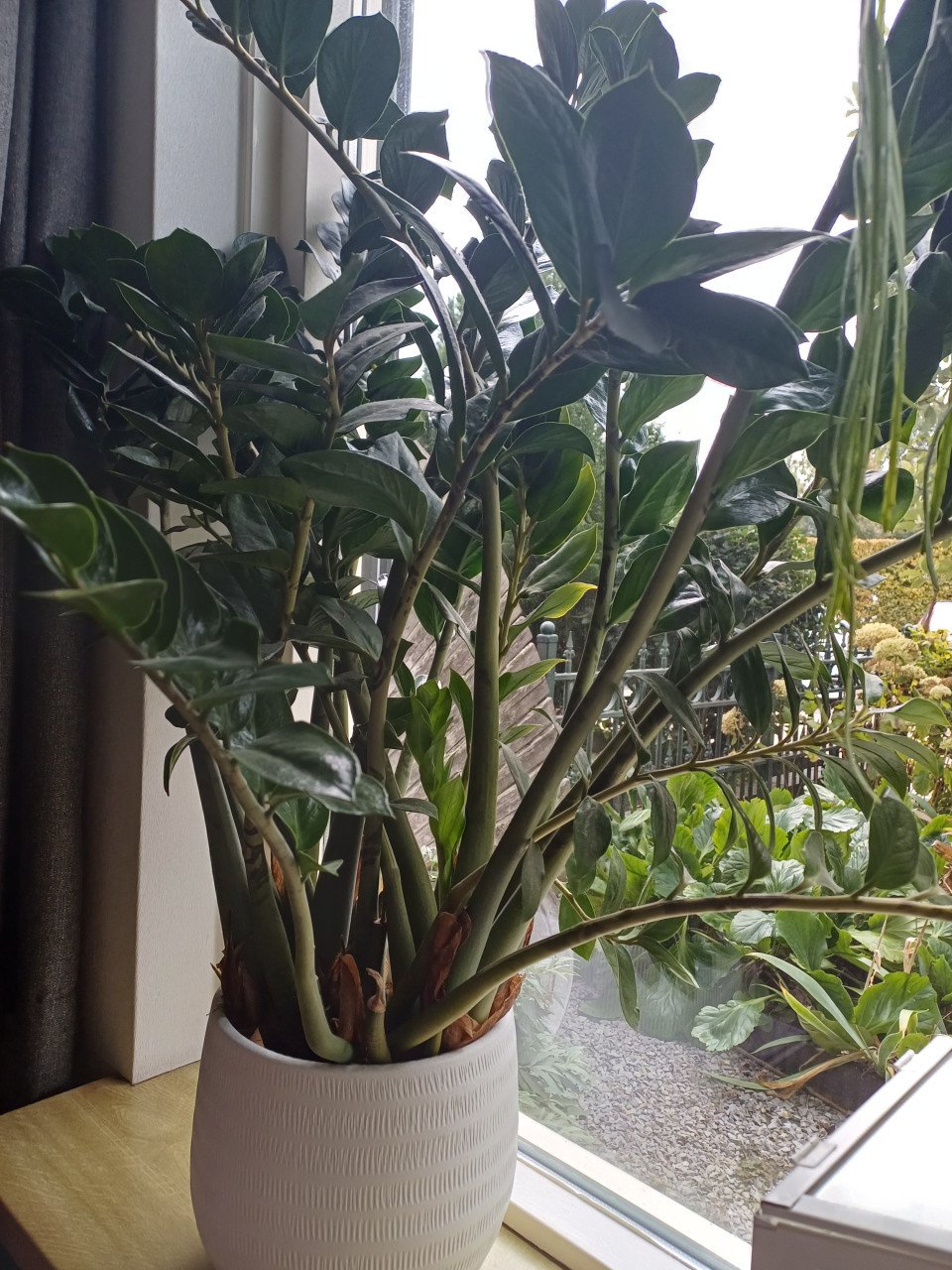 Grote Zamioculcas huiskamerplant 90 cm hoog. Goes