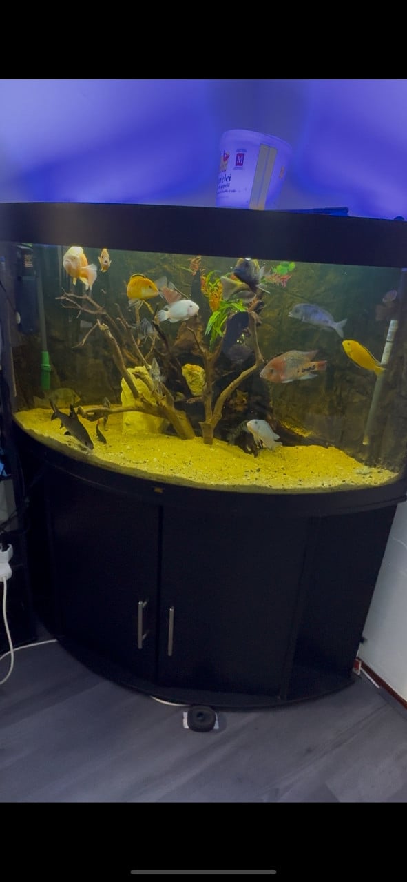 Aquarium vissen