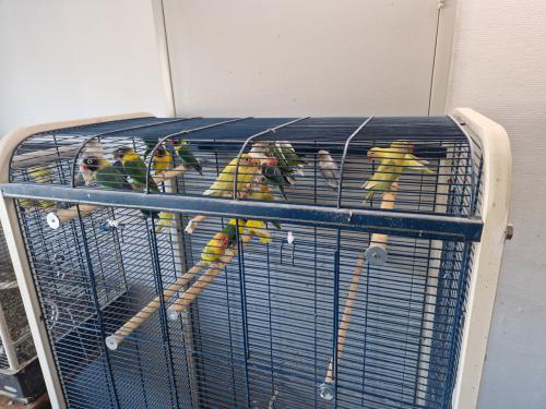 Te koop: Agapornis Roseicollis en Personatas in diverse kleuren.