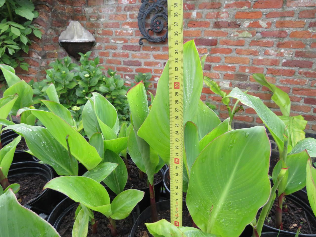 Canna in pot