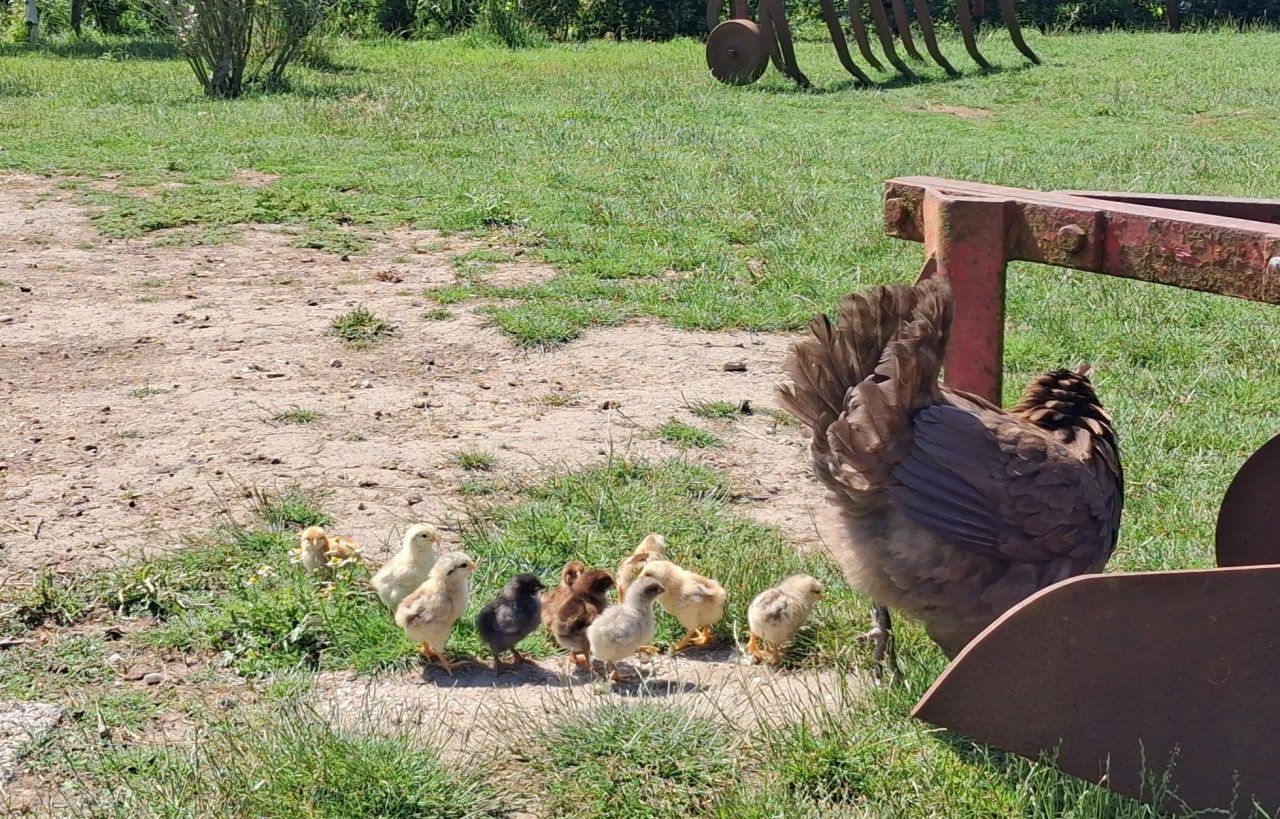 Kip met 10 kuikens