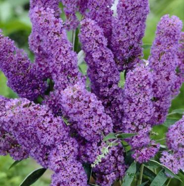 Vlinderstruik Buddleja Nanho Blue, volwassen, paars