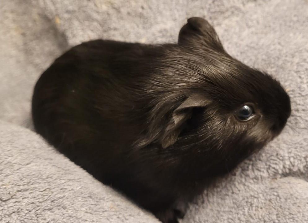 2 jonge cavia's  gratis te geef