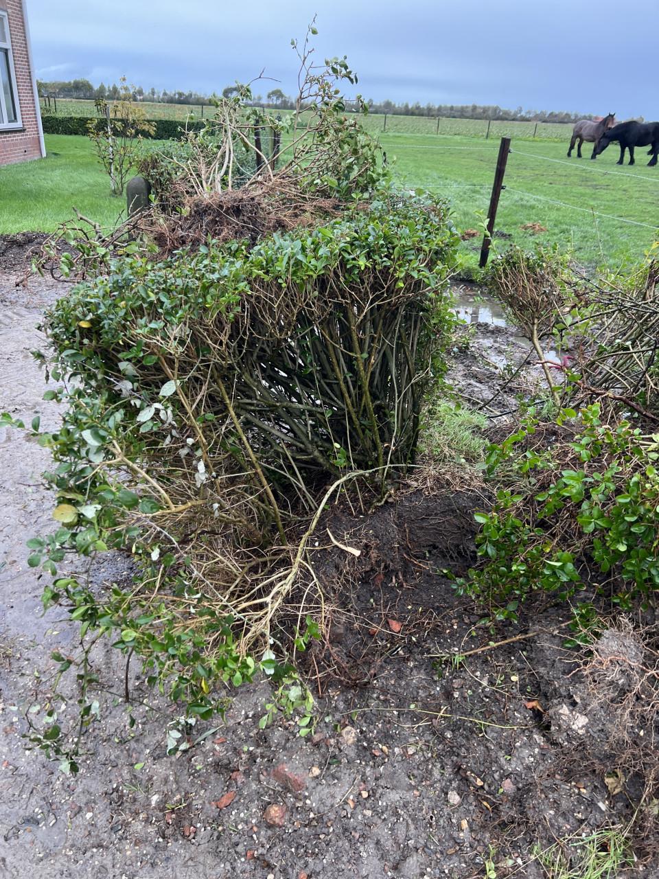 Liguster planten / heg
