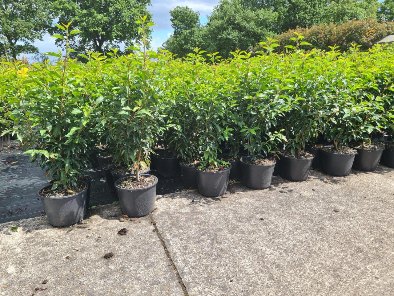 Portugese laurier haagplanten potgekweekt ca.60 cm