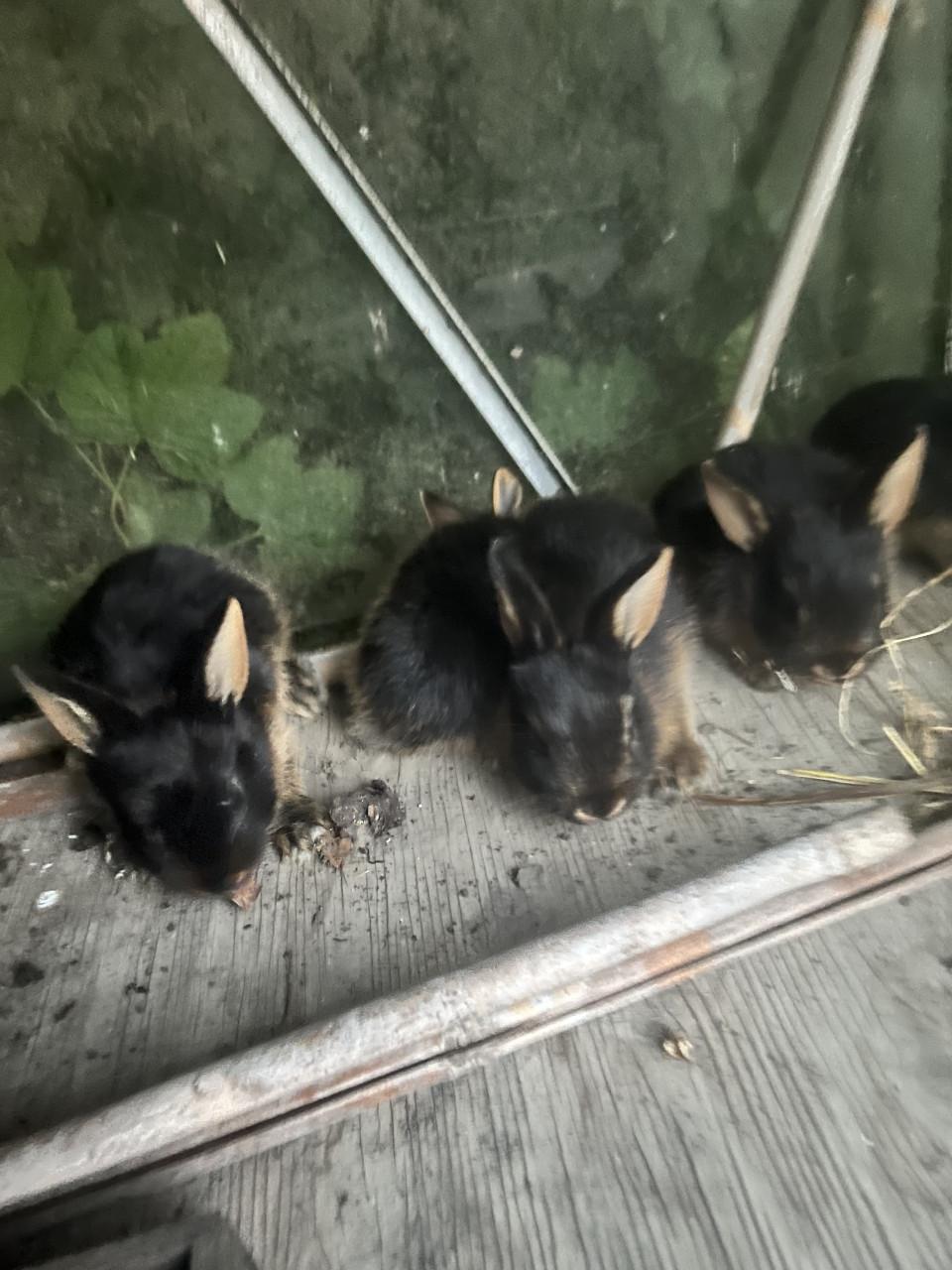 Baby konijnen te koop