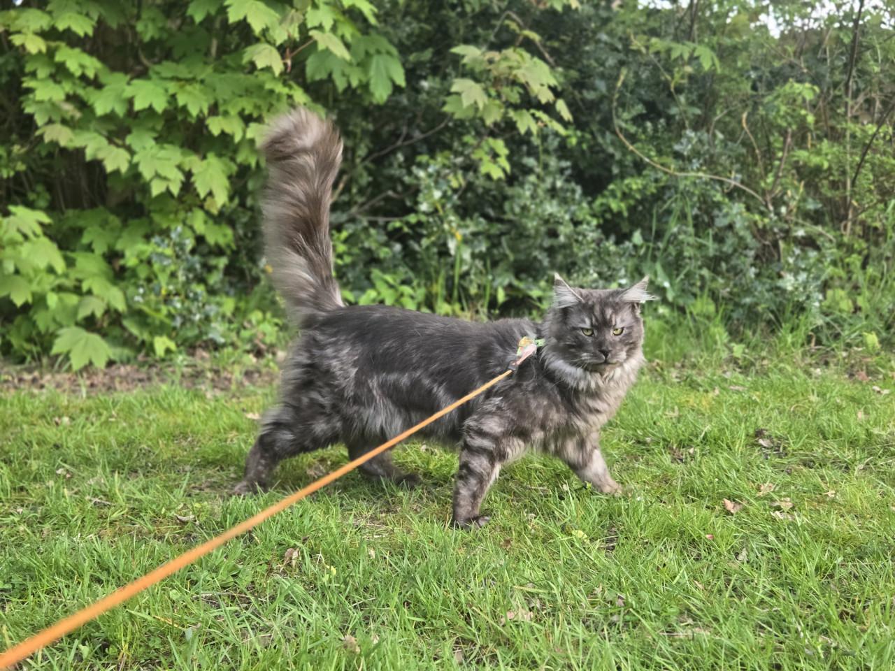 Prachtige maine coon dekkater
