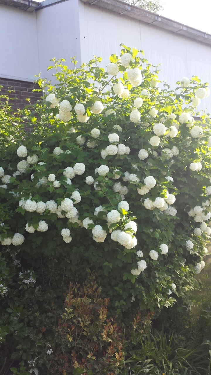 Vaste planten uit hobbykweek