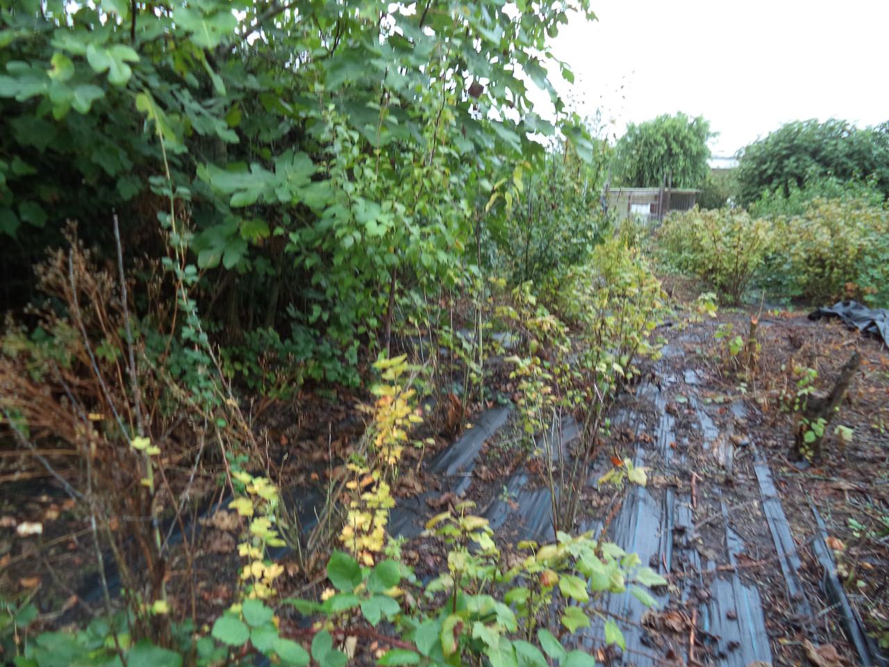 Te koop 15 jonge pruimenbomen