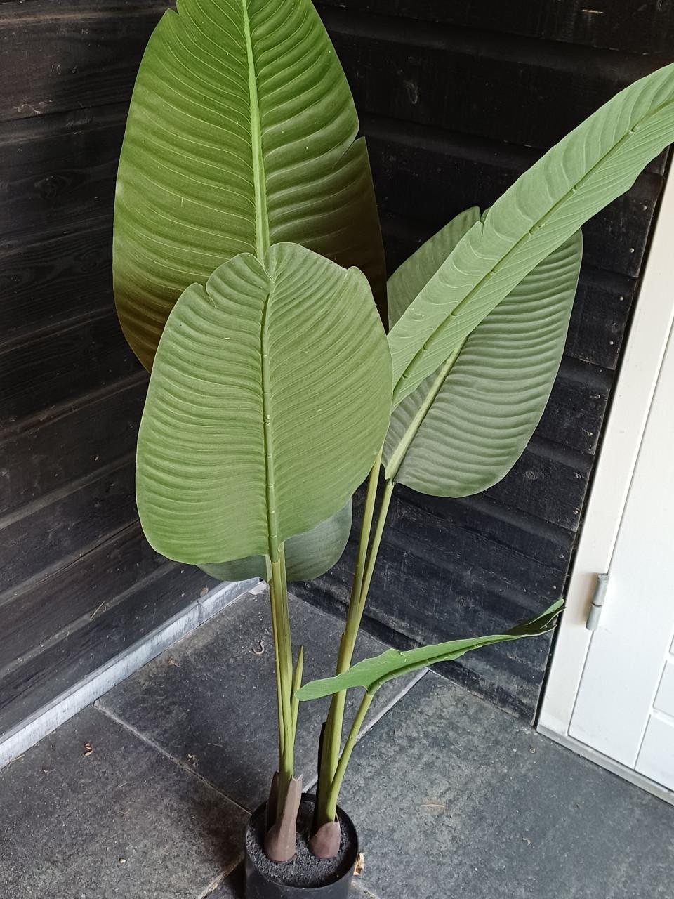 Kunst plant