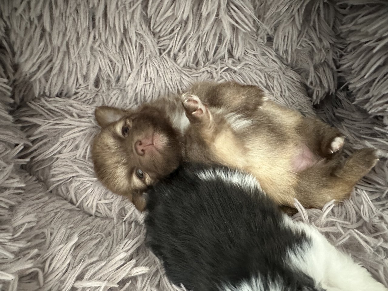 Pomeriaan pups