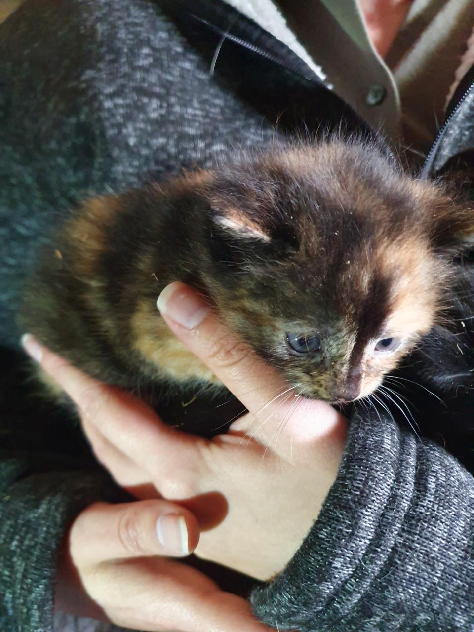 Kittens kitten volgende week ophalen
