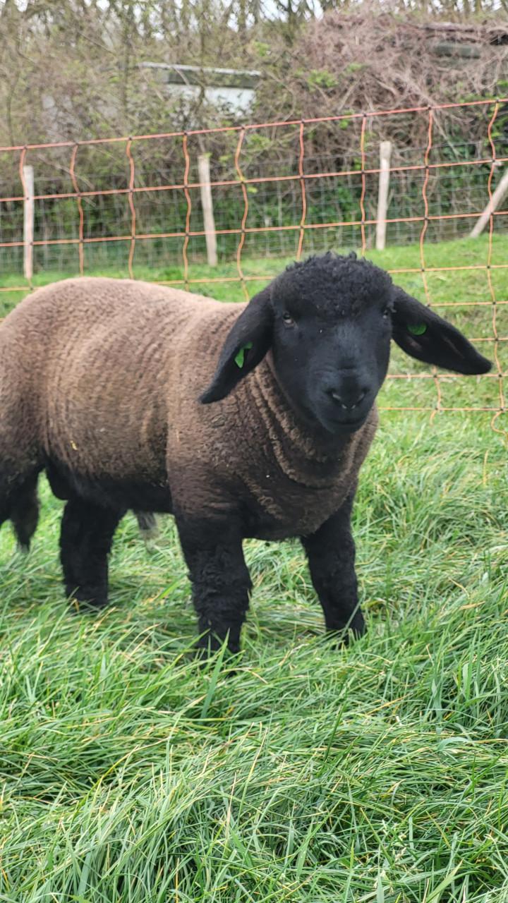 Suffolktamlammeren