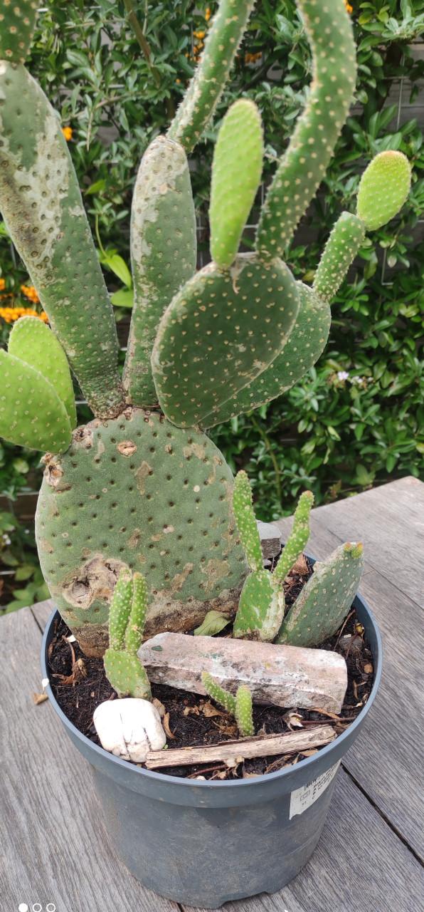 Vijgcactus - schijfcactus - (Opuntia ficus-indica)