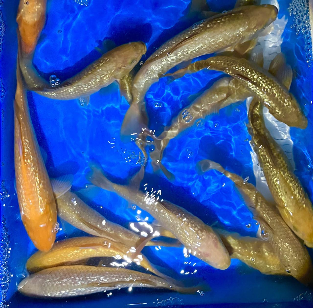 HQ Japanse Tosai 16-20cm en meer diverse koi!
