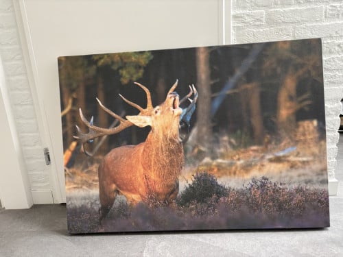 Canvas edelhert Hoge Veluwe 100x70cm