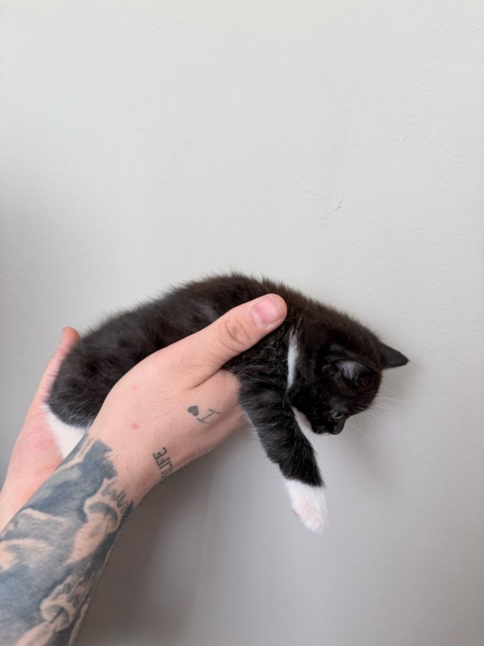Britse korthaar/europse korthaar kittens.