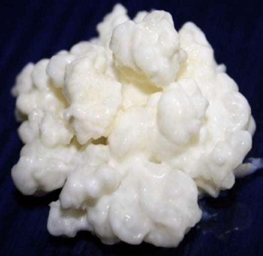 Melk kefir plantje/korrels