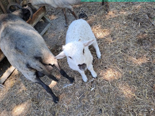 Schapen