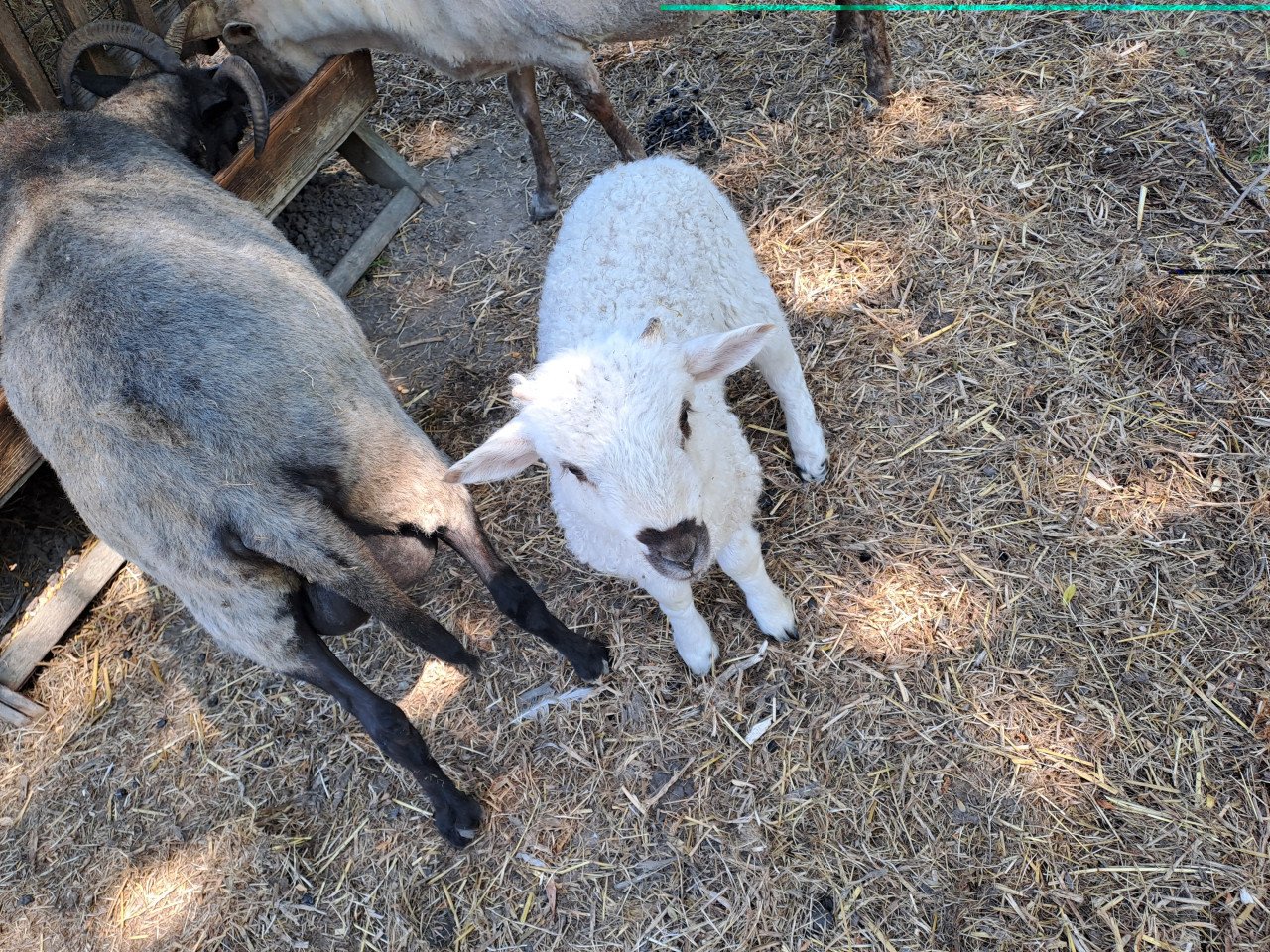 Schapen