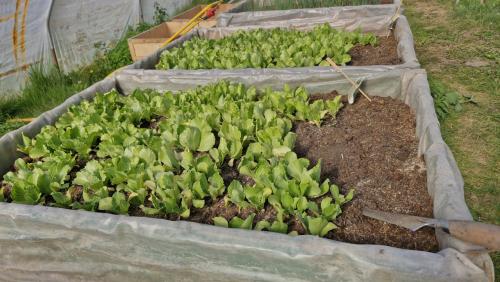 Laatste Prei en IJsbergsla plantjes