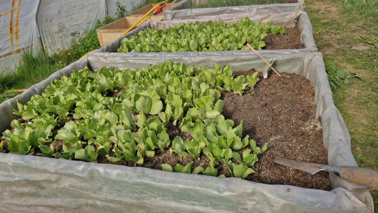 Laatste Prei en IJsbergsla plantjes