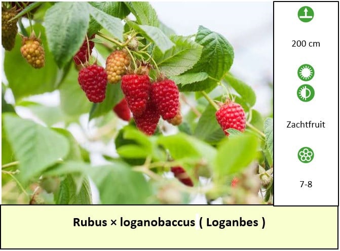 Diverse planten in grote potmaat! Loganbes, rozen, klimplanten.. €4,- p/st.