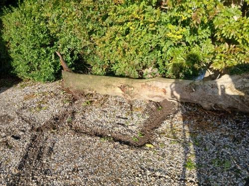 Boom voor haardhout
