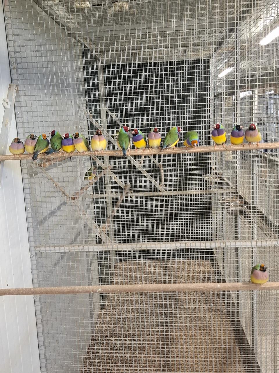 Gouldamadines op kleur