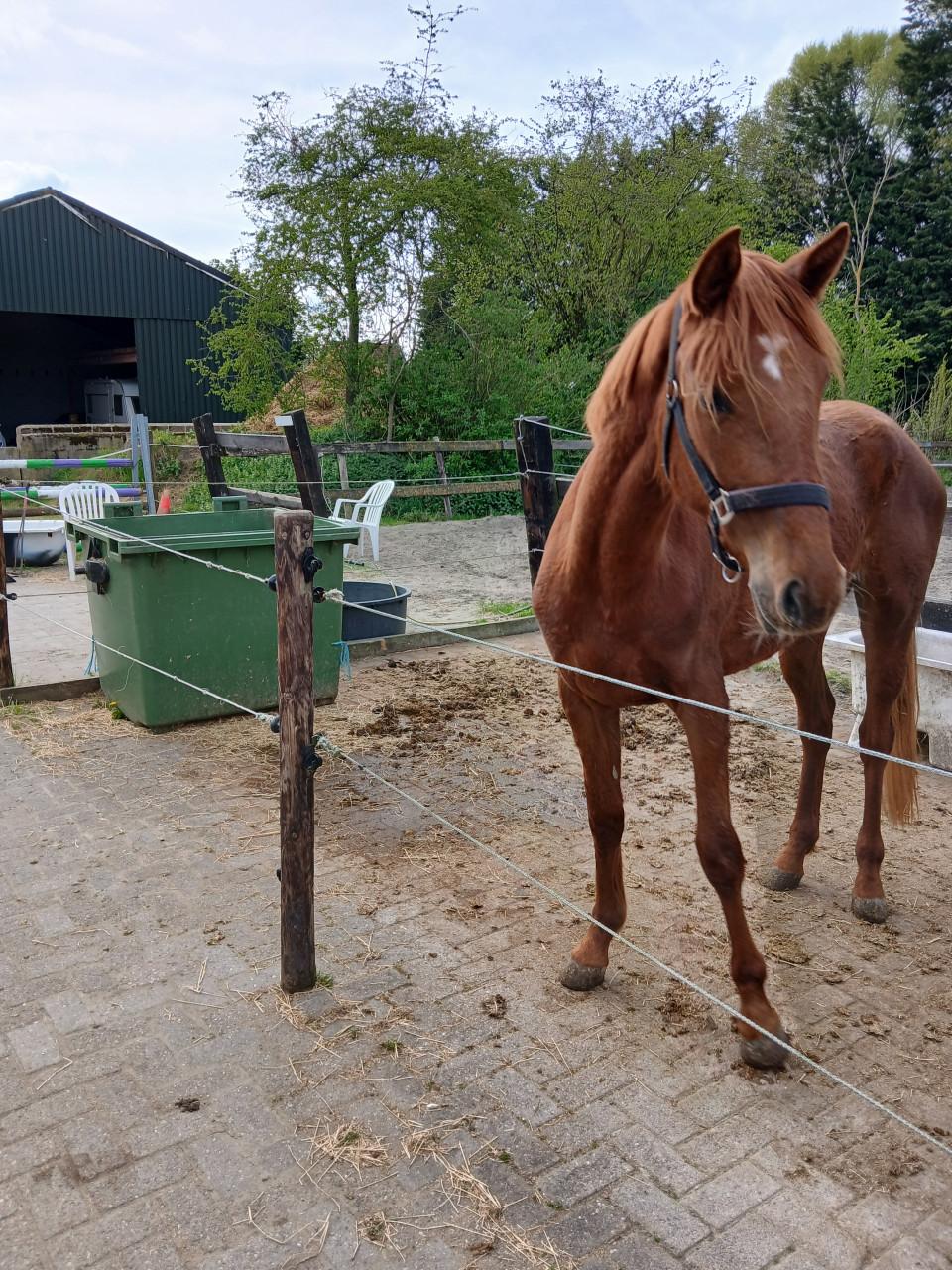 Te koop 3,5 jarige merrie,aangereden, makkelijk in de omgang, 4500,=