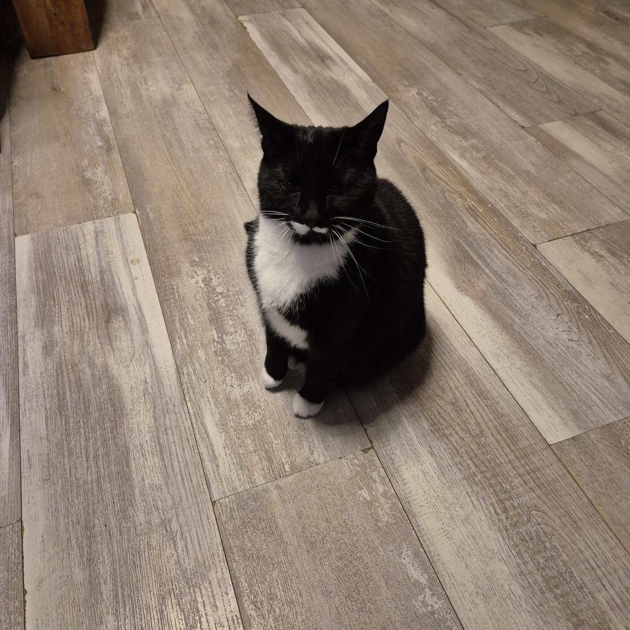 Lieve aanhankelijke poes zoekt 5☆ huisje