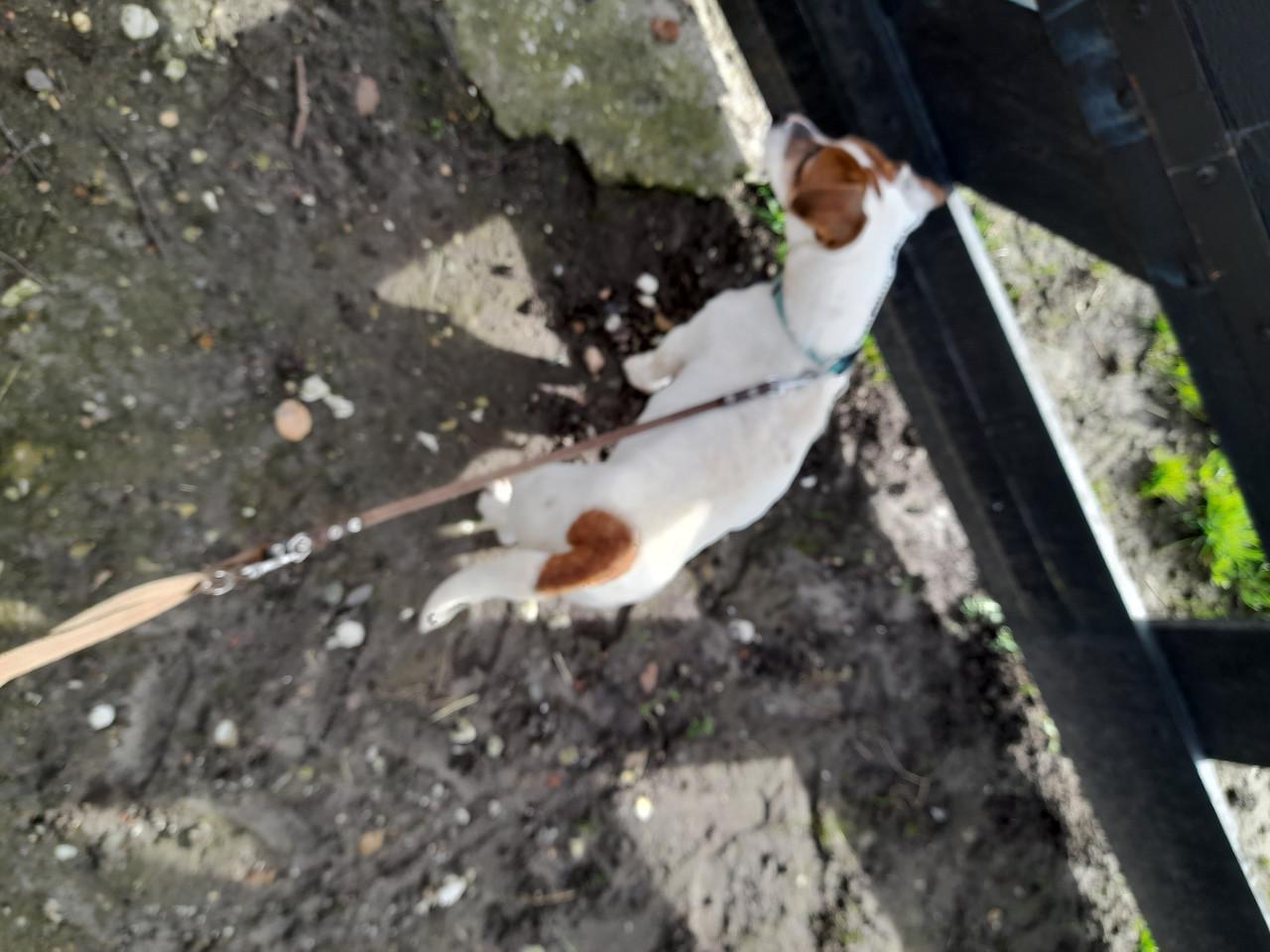 Wie wil mij een gouden mandje geven